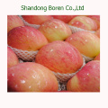 Export Fresh Red Star Apple aus China